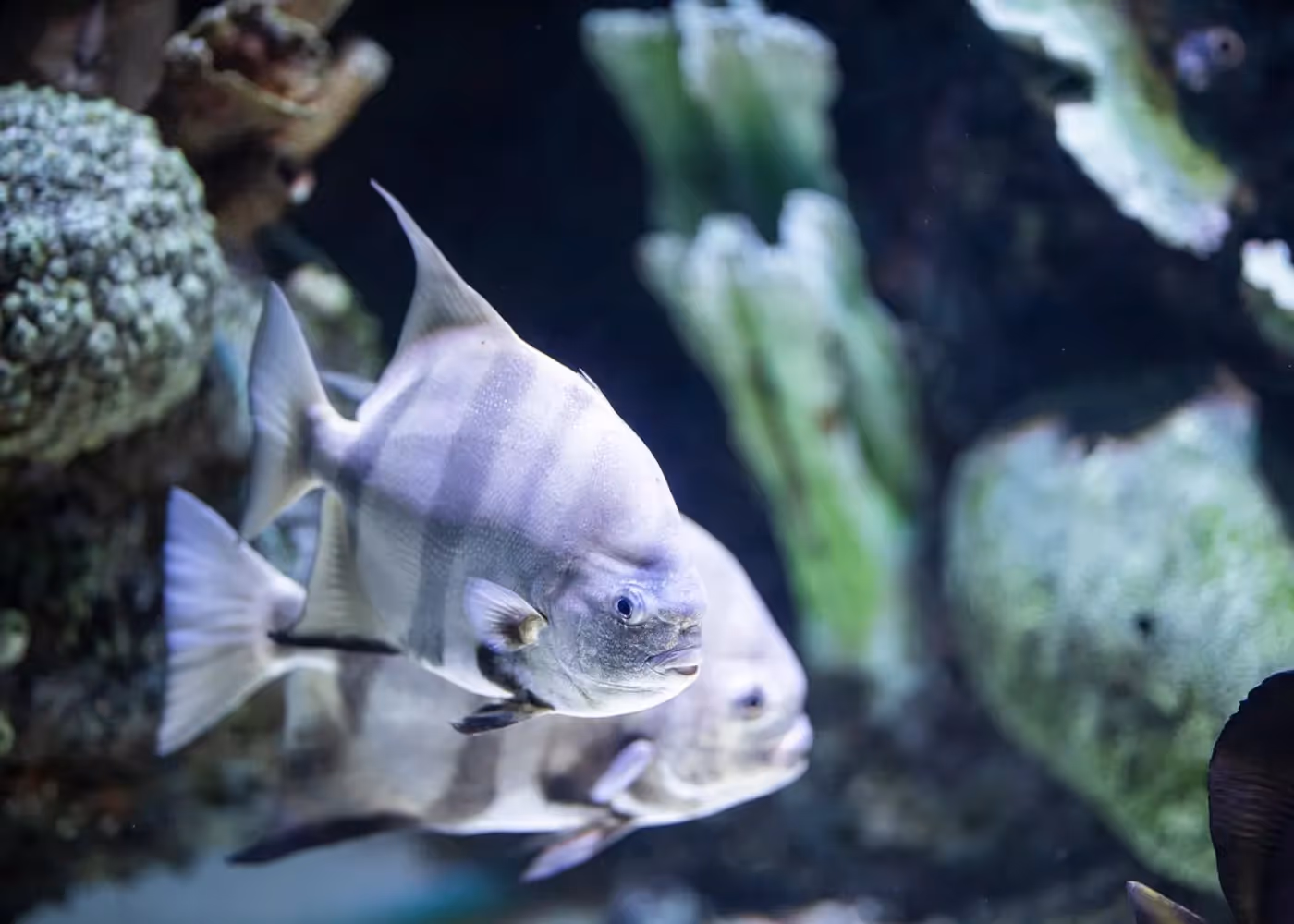 Vissen met zwarte en witte strepen in een groot glazen bassin van het aquarium in Antalya
